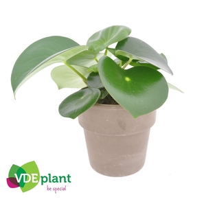 Peperomia polybotrya 'Raindrop'