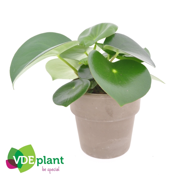 <h4>Peperomia polybotrya 'Raindrop'</h4>
