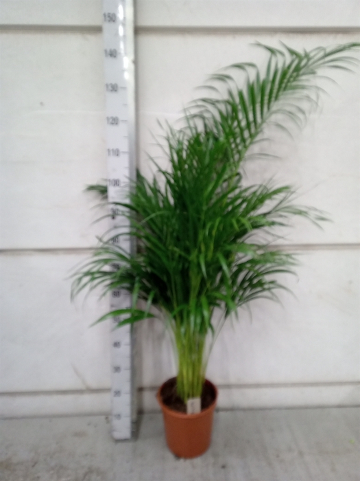 <h4>Dypsis lutescens   ...Chrysalidoca</h4>