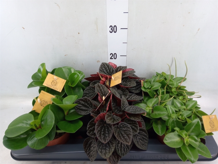 <h4>Peperomia   ...mix</h4>