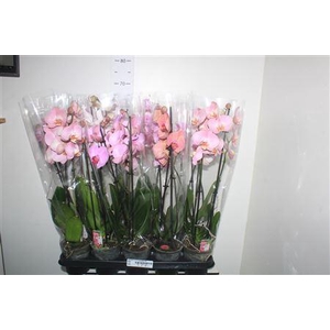 Phal Gem 5 Kl 2 Branches 16+