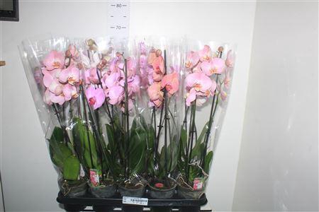 <h4>Phal Gem 5 Kl 2 Branches 16+</h4>