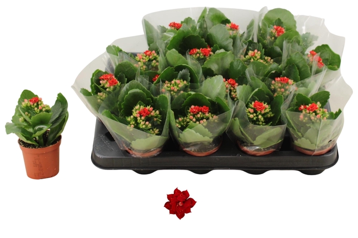 <h4>KAL GE DON JUSTINO</h4>