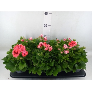 Pelargonium gran.   ..