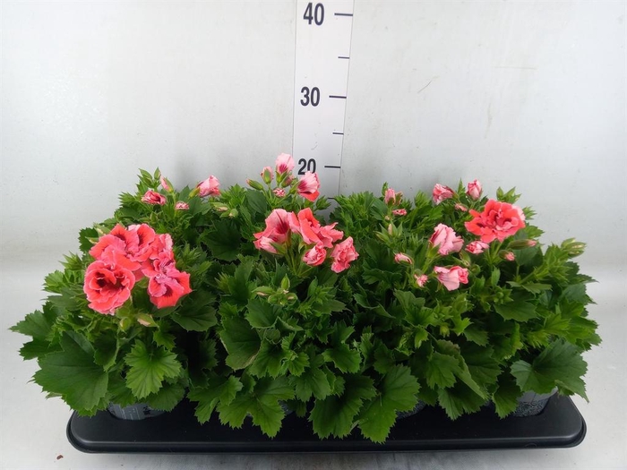 <h4>Pelargonium gran. ..</h4>