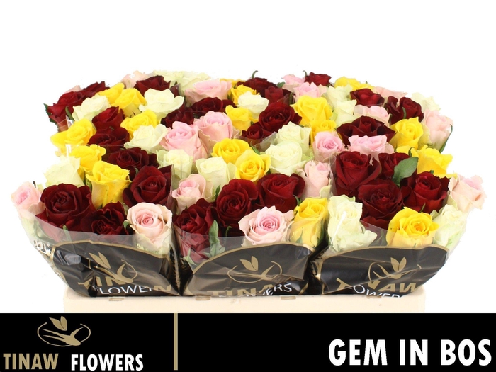 <h4>R GR GEM IN BOS</h4>