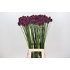 Allium Sphaerocephalon