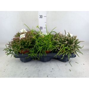 Rhipsalis   ...mix
