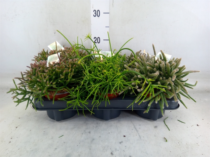 <h4>Rhipsalis   ...mix</h4>