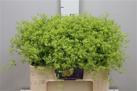 <h4>Alchemilla mollis 'Robustica'</h4>