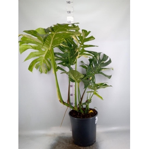 Monstera delic. 'Thai Constellatio'