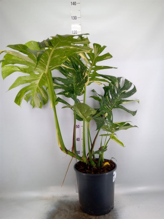 <h4>Monstera delic. 'Thai Constellatio'</h4>
