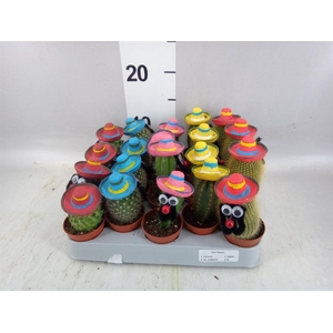 Cactus   ...decorated