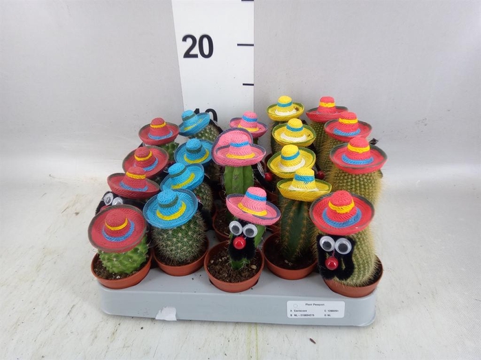 <h4>Cactus ...decorated</h4>