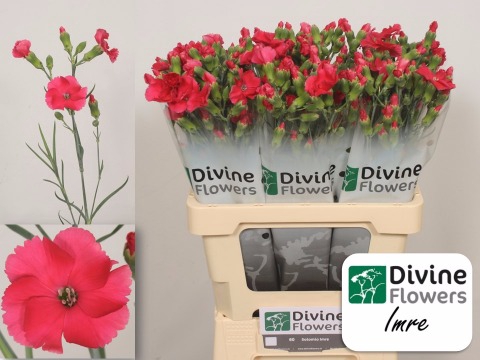 <h4>Di Solomio Imre Divine</h4>