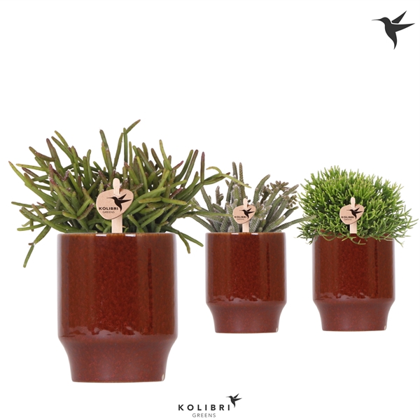 <h4>Kolibri Greens Rhipsalis mix in Classy pot red</h4>