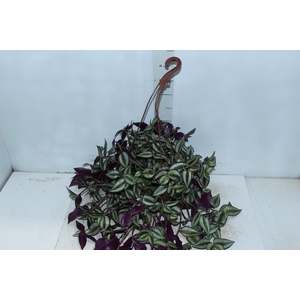 TRADESCANTIA ZEBRINA C21