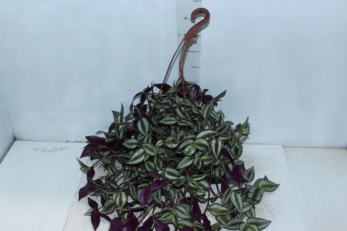 <h4>TRADESCANTIA ZEBRINA C21</h4>