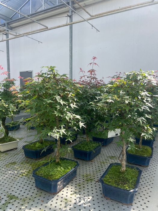 Acer palmatum Deshojo