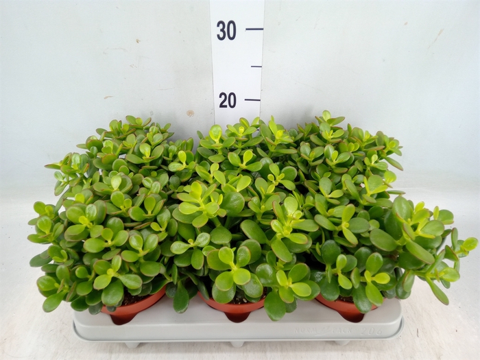 <h4>Crassula ovata 'Minor'</h4>