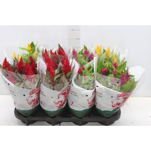 CELOSIA P14 VARIADO