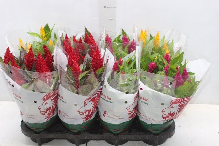 <h4>CELOSIA P14 VARIADO</h4>