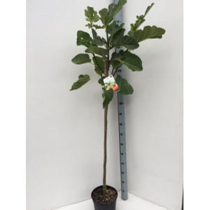 <h4>Ficus carica</h4>