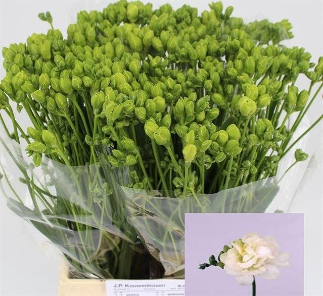 <h4>FR DU EXCELLENT</h4>