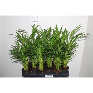 Dypsis Lutescens 10pp