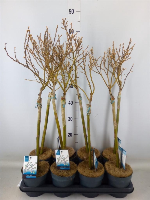 <h4>Salix helvetica</h4>