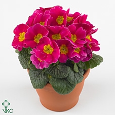 Primula Acaulis Cairo Rose