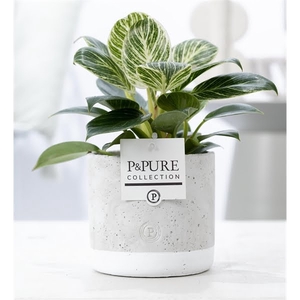 Philodendron White Wave in P&PURE Jade ceramics