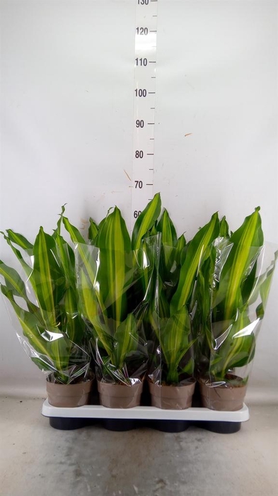 <h4>Rhipsalis clavata 'Easy Sweety'</h4>