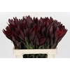 Leucadendron Saf Sunset Dark Red