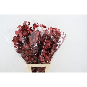 DF Lunaria BS Red Pearl