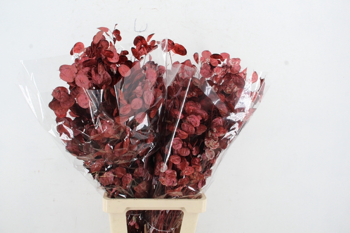 <h4>DF Lunaria BS Red Pearl</h4>