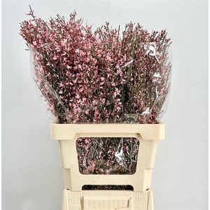 GENISTA HEIDEBREM PAINTED PINK H%*