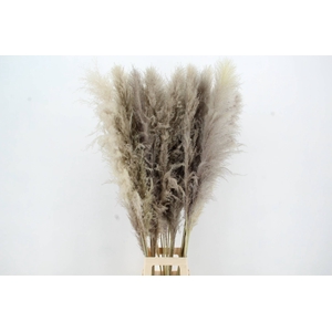 DF Pampas 130cm  Natural