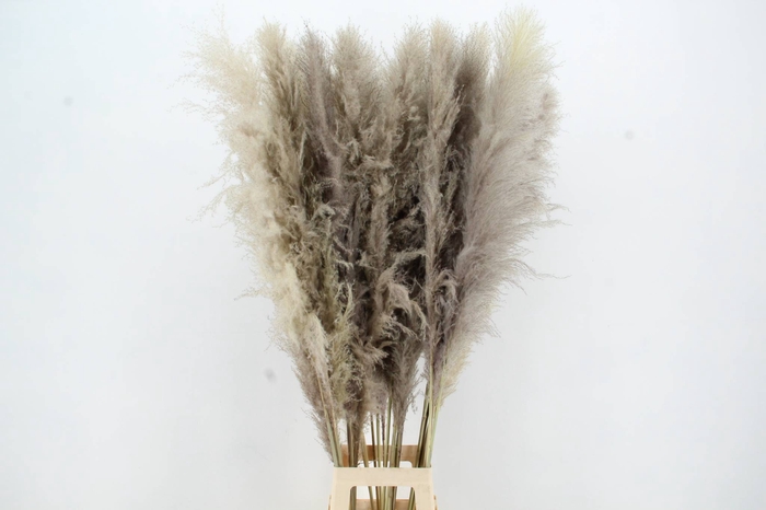 <h4>DF Pampas 130cm  Natural</h4>
