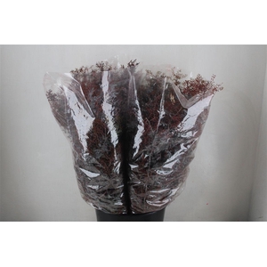 Mimosa Baleana Abs Red P Bunch