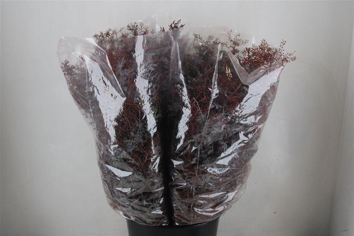 <h4>Mimosa Baleana Abs Red P Bunch</h4>