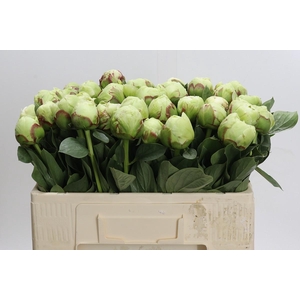 Paeonia Ivory Victory