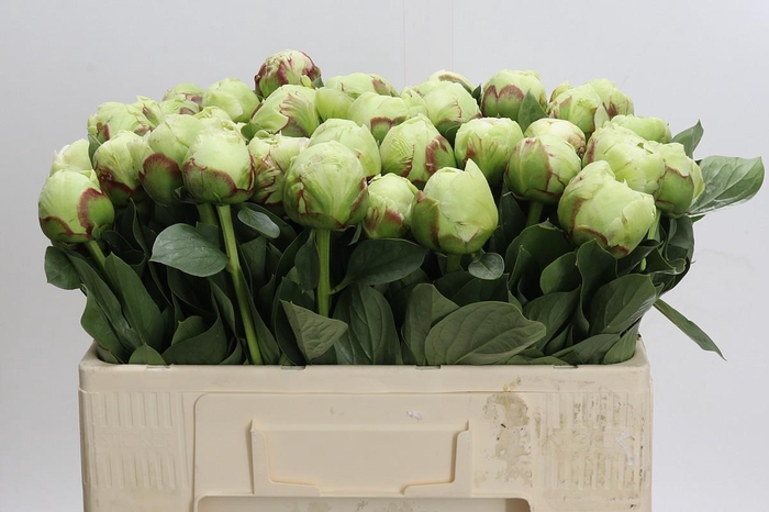 <h4>Paeonia Ivory Victory</h4>