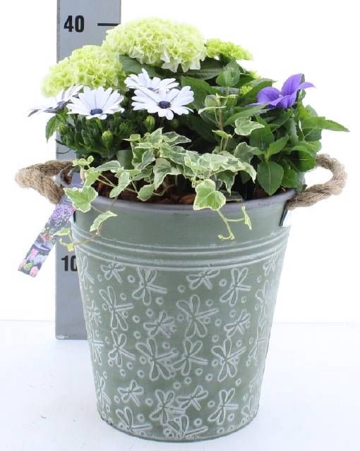 <h4>ARR TUINPLANTEN</h4>