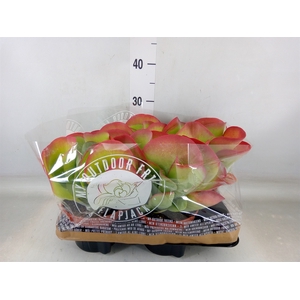 Kalanchoe NF thyrsiflora