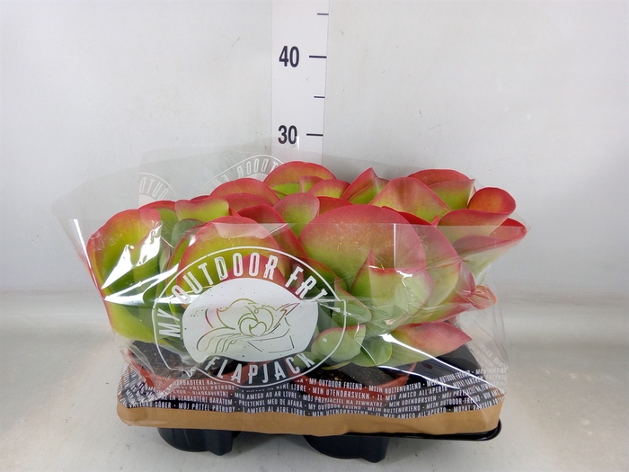 <h4>Kalanchoe NF thyrsiflora</h4>