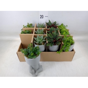 Arr.   Kamerplant Groen L%