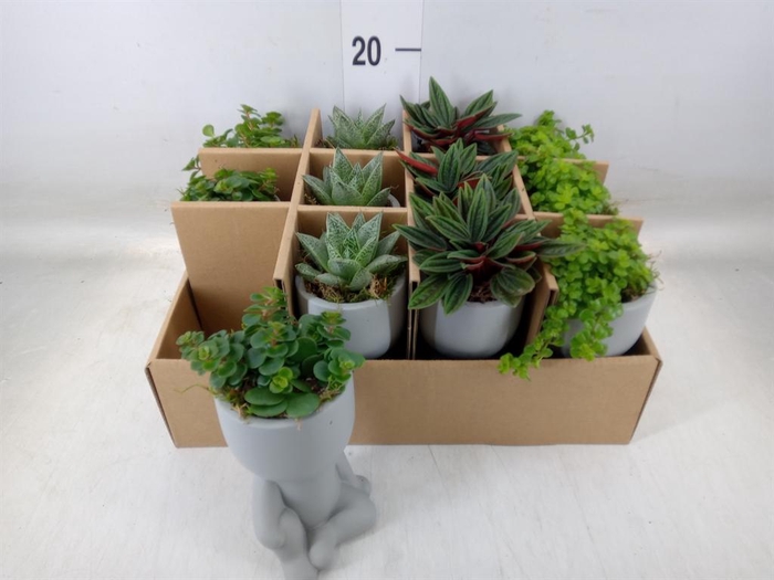 <h4>Arr. Kamerplant Groen L%</h4>