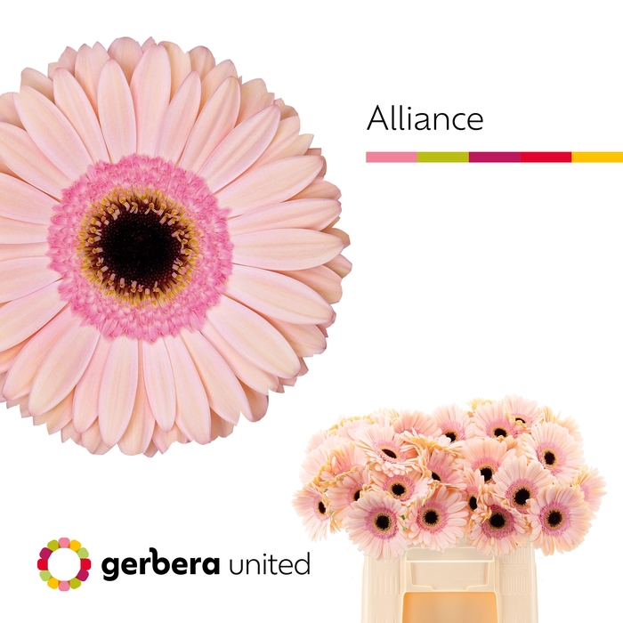 <h4>Gerbera alliance</h4>