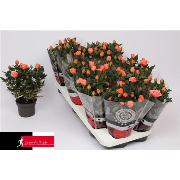 <h4>Rosa Kordana Aloha (Zalm)</h4>